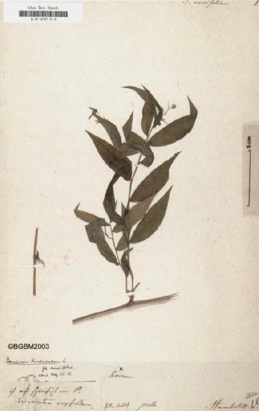 Alexander von Humboldt Panicum ruscifolium oil painting picture